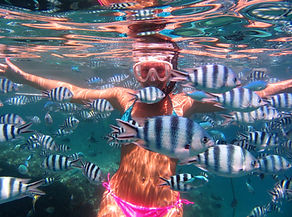 Hawaii tropical fish