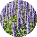 oleo-essencial-patchouli.png.webp