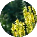 essencia-floral-agrimony.png.webp