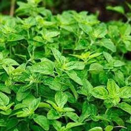 O chá da folha possui um poder analgésico, anti-inflamatório, antisséptico (bactericida, antifúngico, antiviral), diurético leve, digestivo, anorexígeno e antioxidante.