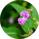 essencia-floral-impatiens.png.webp