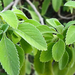 O chá da folha é indicado para o tratamento de doenças do fígado, problemas de estômago, distúrbios intestinais, fadiga hepática, distúrbios respiratórios, doenças cardíacas e alguns distúrbios do sistema nervoso central.