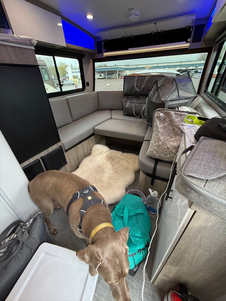 Bruno conducting a quality inspection of the chaos. He very quickly decided he'd rather take a nap than supervise.