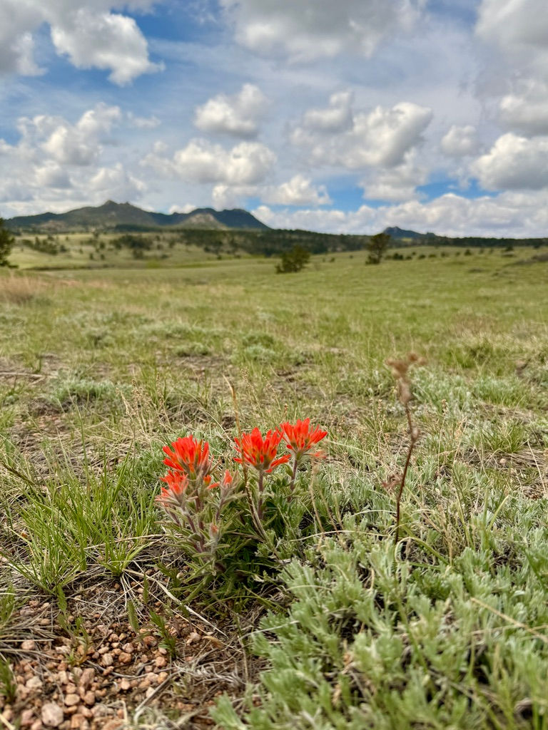 red flowers on an open prairie with blues skies full of white clouds