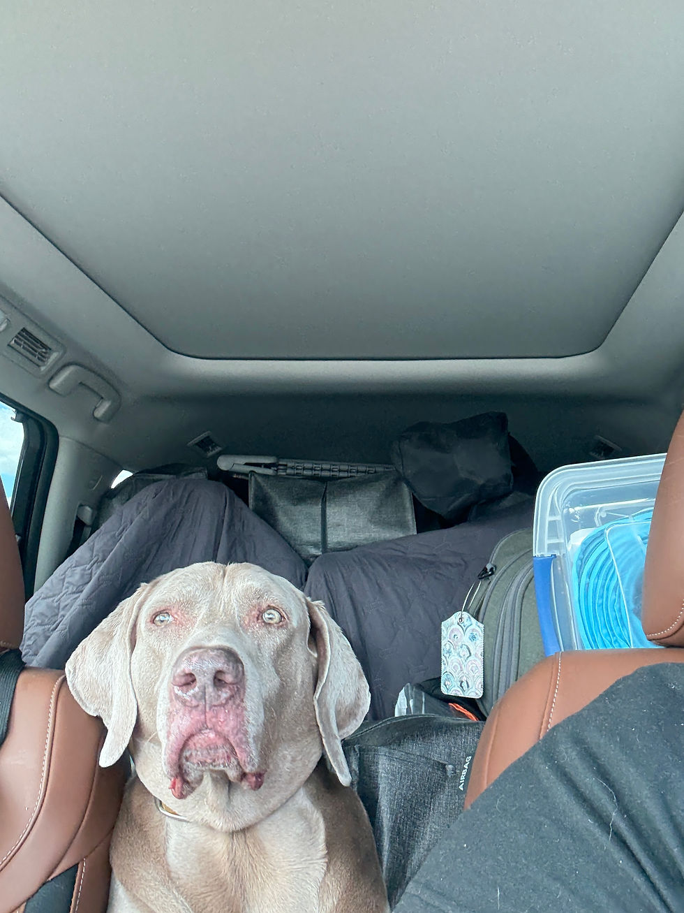 A gray dog sits in a car's backseat surrounded by luggage and brown seats. The dog appears calm, with bags and blankets in the background.