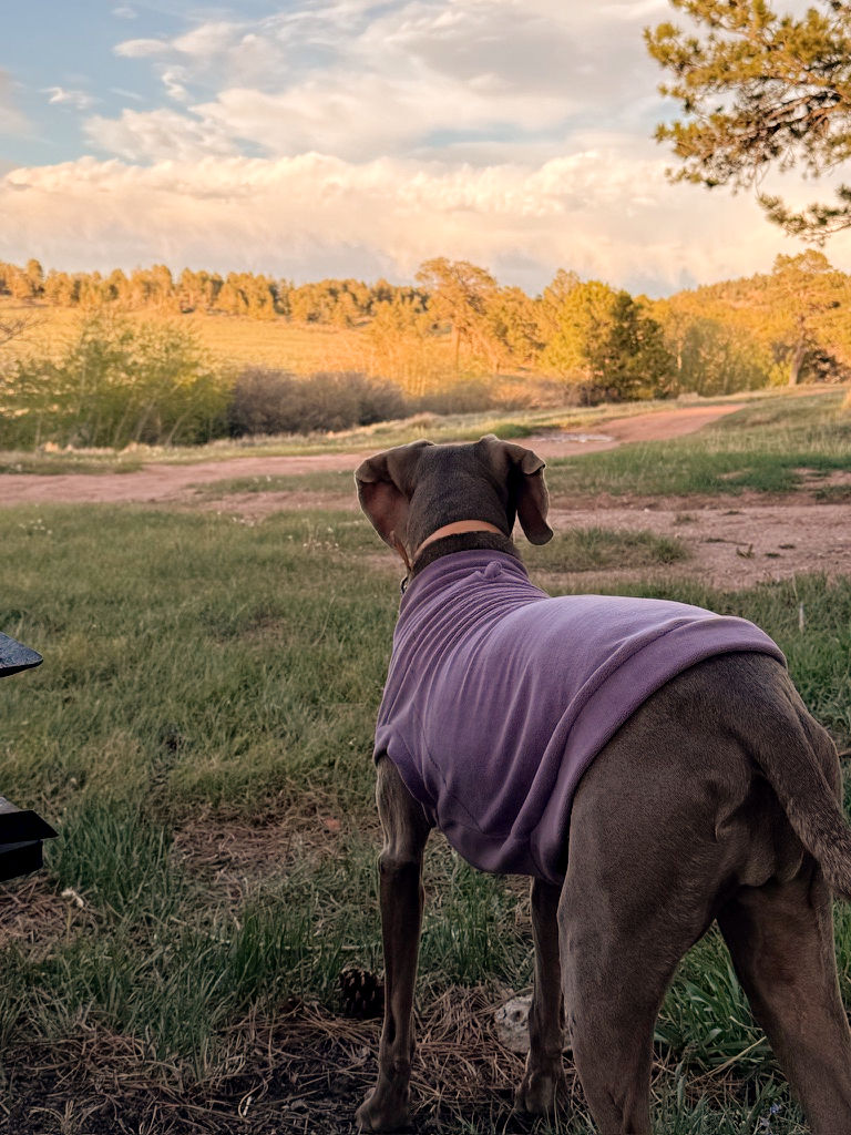A dog in a purple sweater looking at the forest
