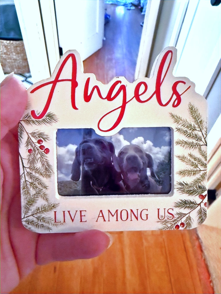 A hand holds a photo frame with two dogs and the words "Angels Live Among Us." Two weimaraners who are no longer here with us, but here in spirit.