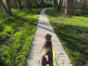 A dog walking on a path surrounded by green grass.