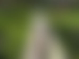 A dog walking on a path surrounded by green grass.