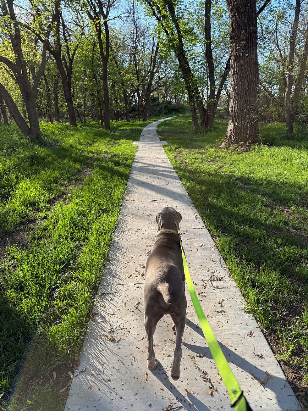 A dog walking on a path surrounded by green grass.