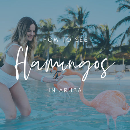 How To See Flamingos In Aruba