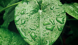 C. Mindfulness Practice Circle  