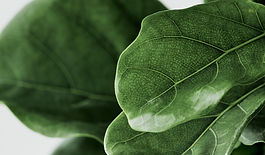 A. Individual Psychotherapy