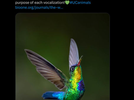 Twitter Tuesday Week 6