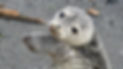 seal on the beach