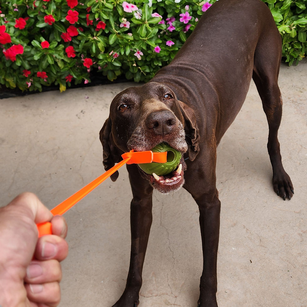 Thumbnail: Happy dogs love to play tug