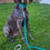 Thumbnail: Summer Waves Waterproof BioThane®  Dog Leash
