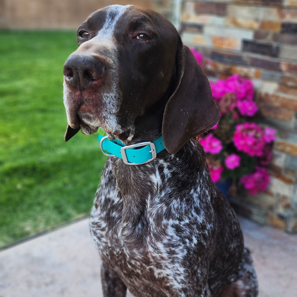 Thumbnail: GSP dog wearing a teal waterproof dog collar