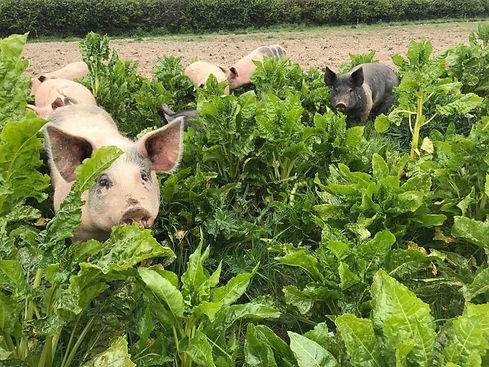 PIGS IN PADSTOW FARM SHOP!.jpeg