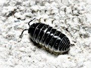 pillbug_small