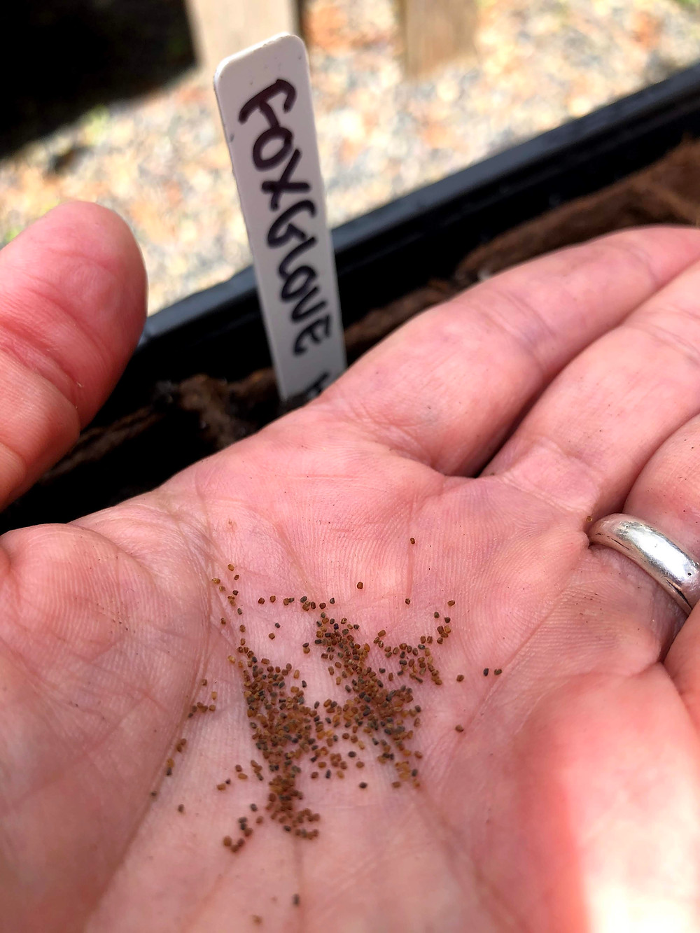 Hummingbird Foxglove Seeds (Digitalis)