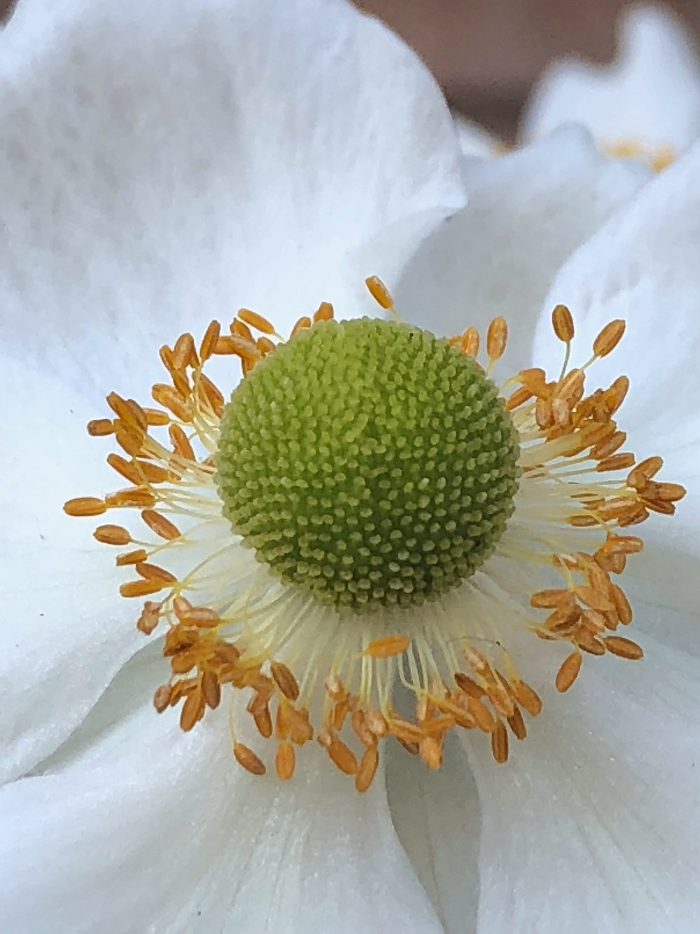 Macro photo of the stunning green center of a Japanese Anemone flower in a circle of gold and white.