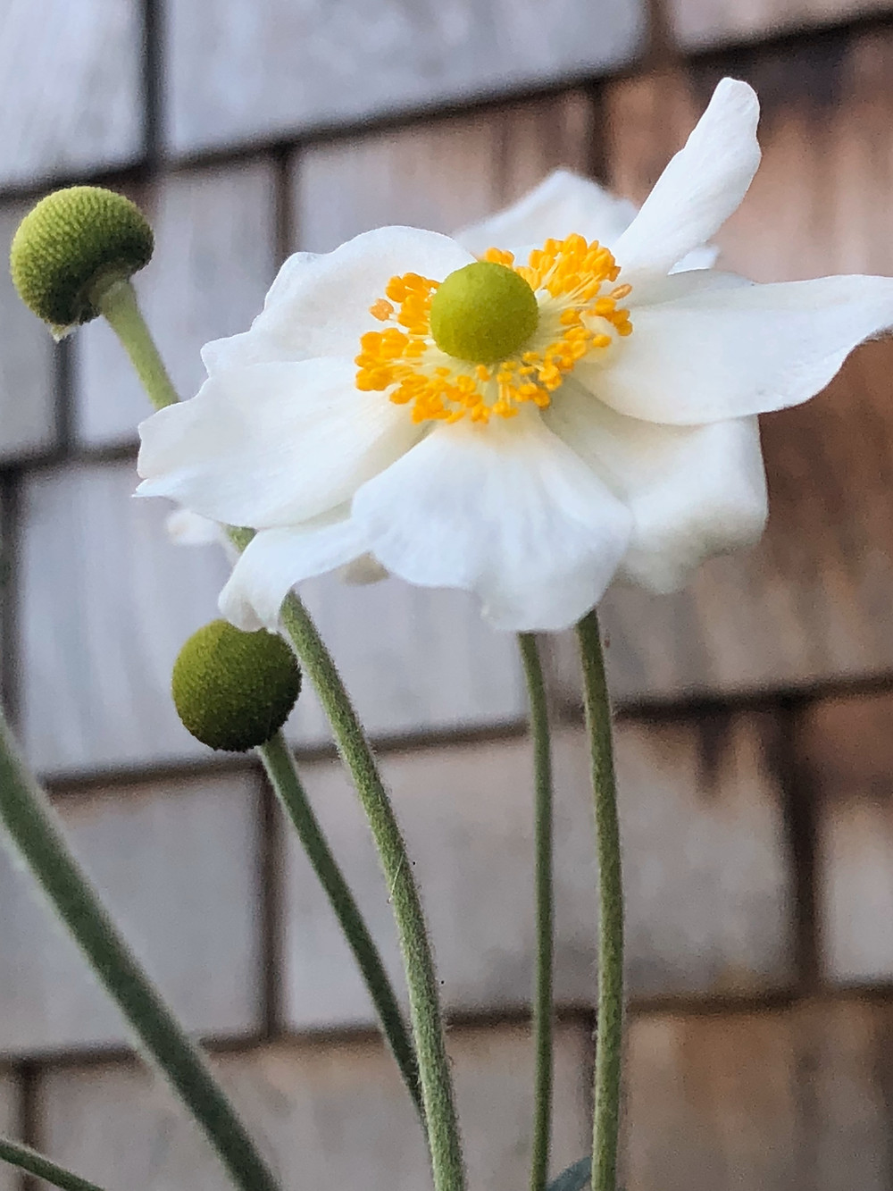 Japanese Anemone, 'Honorine Jobert'