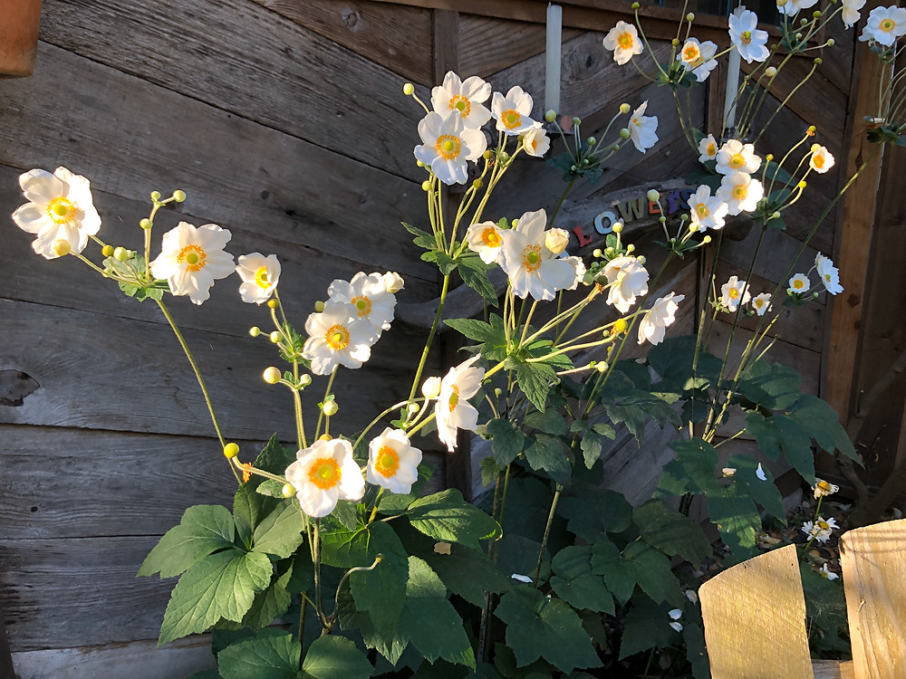 A wonderful patch of white Japanese Anemones catching the morning light in our garden.