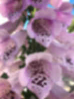 Digitalis purpurea 'Camelot Rose'