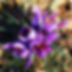 blooms.jpg