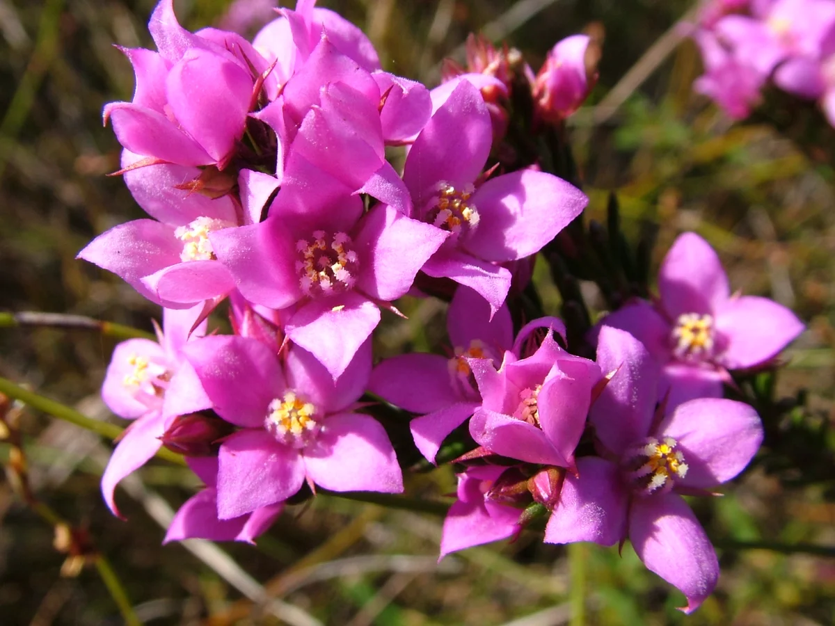 Small pink flowers on Wallum Boronia