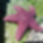 ochre sea star seen while kayaking
