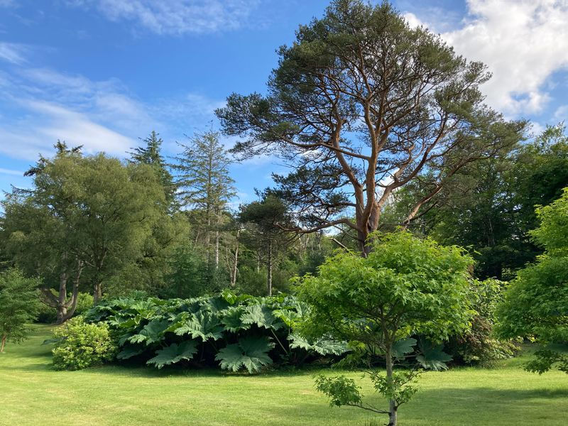 Trees and lawn in Achamore Gardens