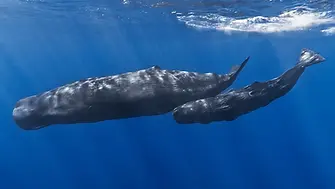 fin whale.webp