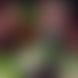 What is  "natures medicine chest" Sambucus Nigra?