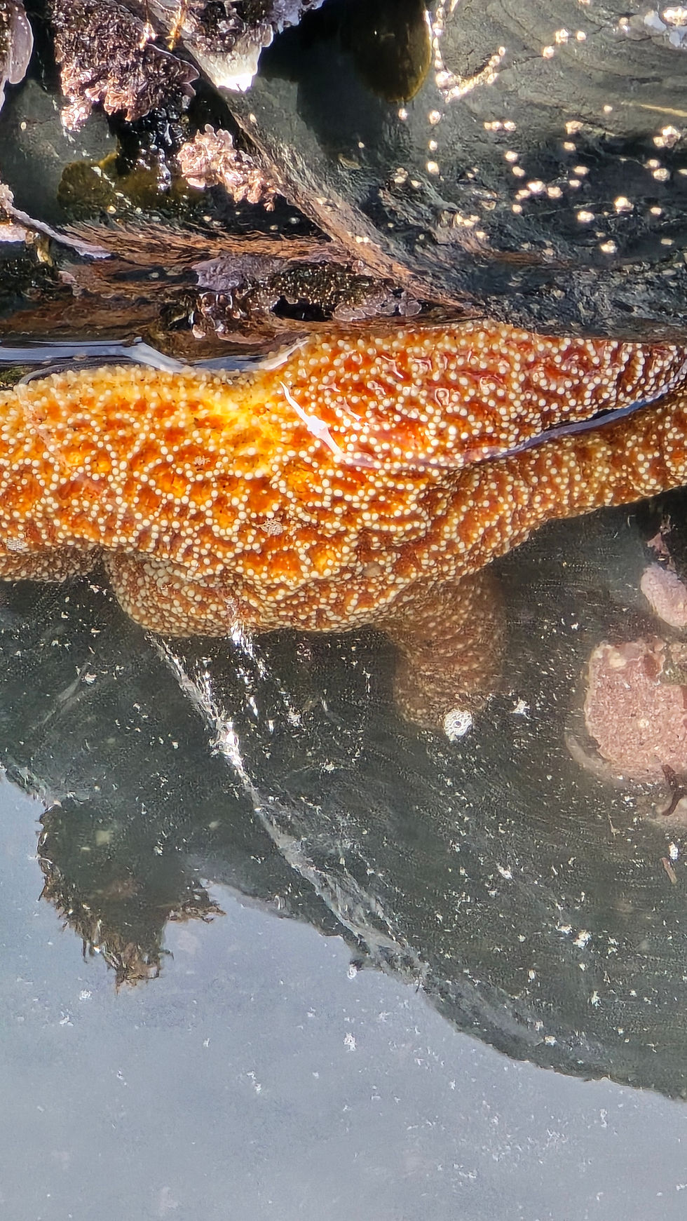 Thumbnail: CORAL REEF COLLECTION - COLORS OF THE CORAL REEF