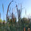 Thumbnail: CATTAILS BY THE LAKE - PRINT