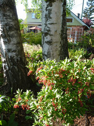 Woodland area with mature birch trees in mid ground