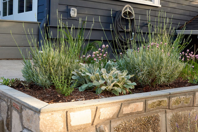 Lavenders & other pollinator-friendlies