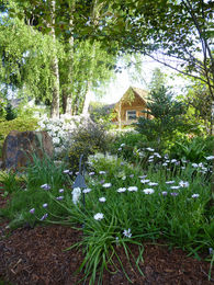 Woodland area looking to the garden shed