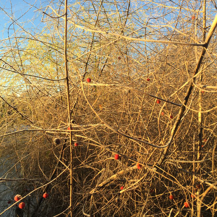 Asparagus berries bask in crisp winter morning