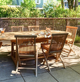 Cat on outdoor dining table