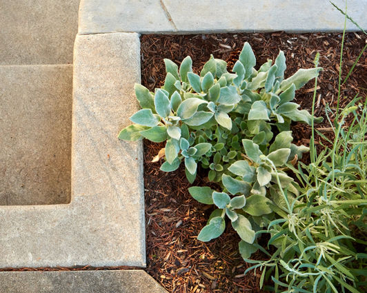 Above planter's edge, detail