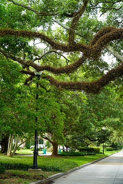 DSC00049 Large.jpeg