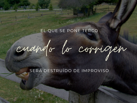 Tercos como una mula