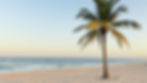 Beach palm sand beige.jpg