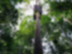 Plataformas de canopy
