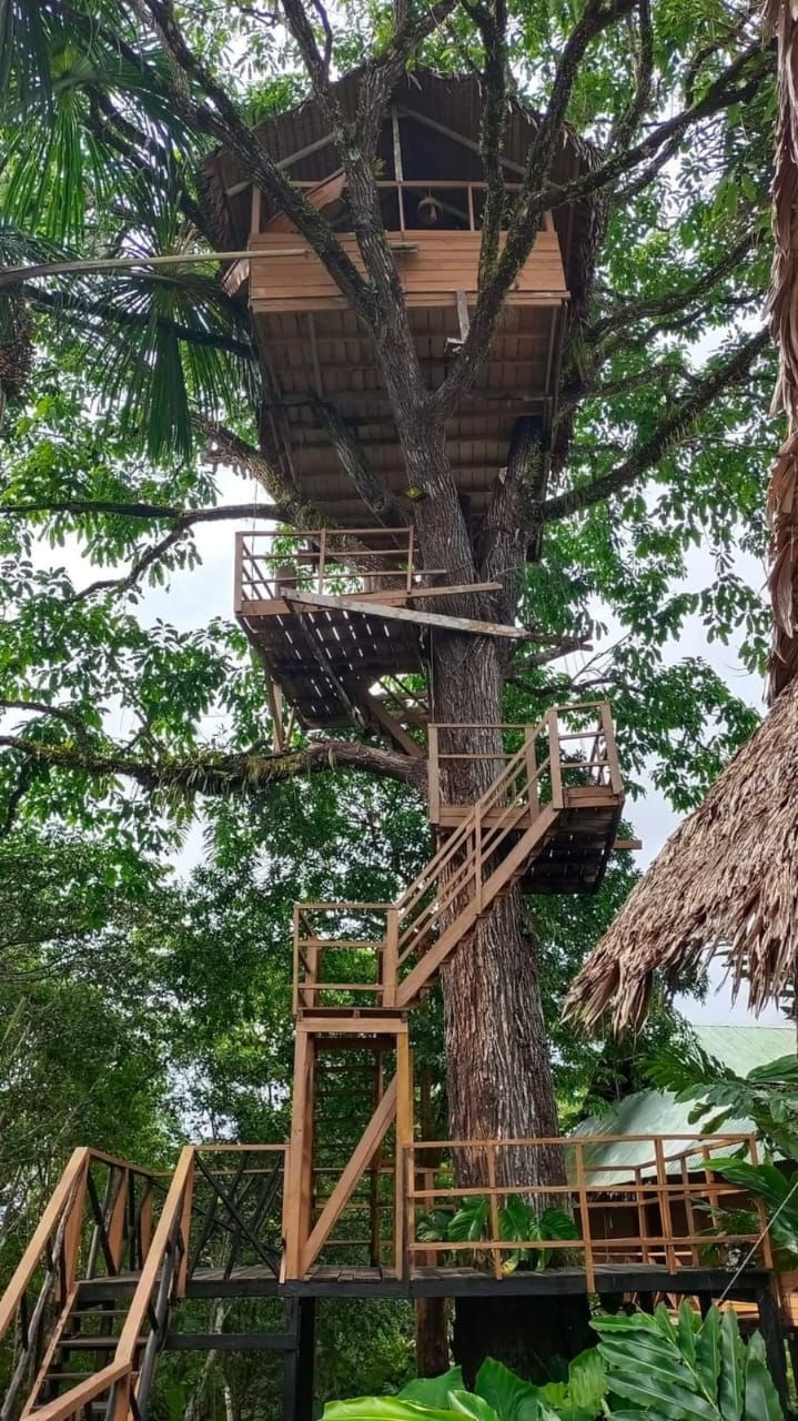 Casa-mirador en el árbol