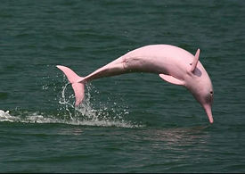 Delfín gris o Tucuxi.