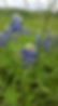 bluebonnets.jpg